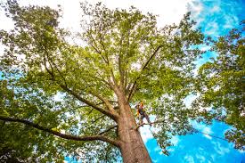 Best Tree and Shrub Care  in Clearlake, CA