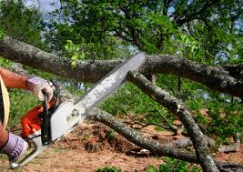 Seasonal Cleanup (Spring/Fall) in Clearlake, CA